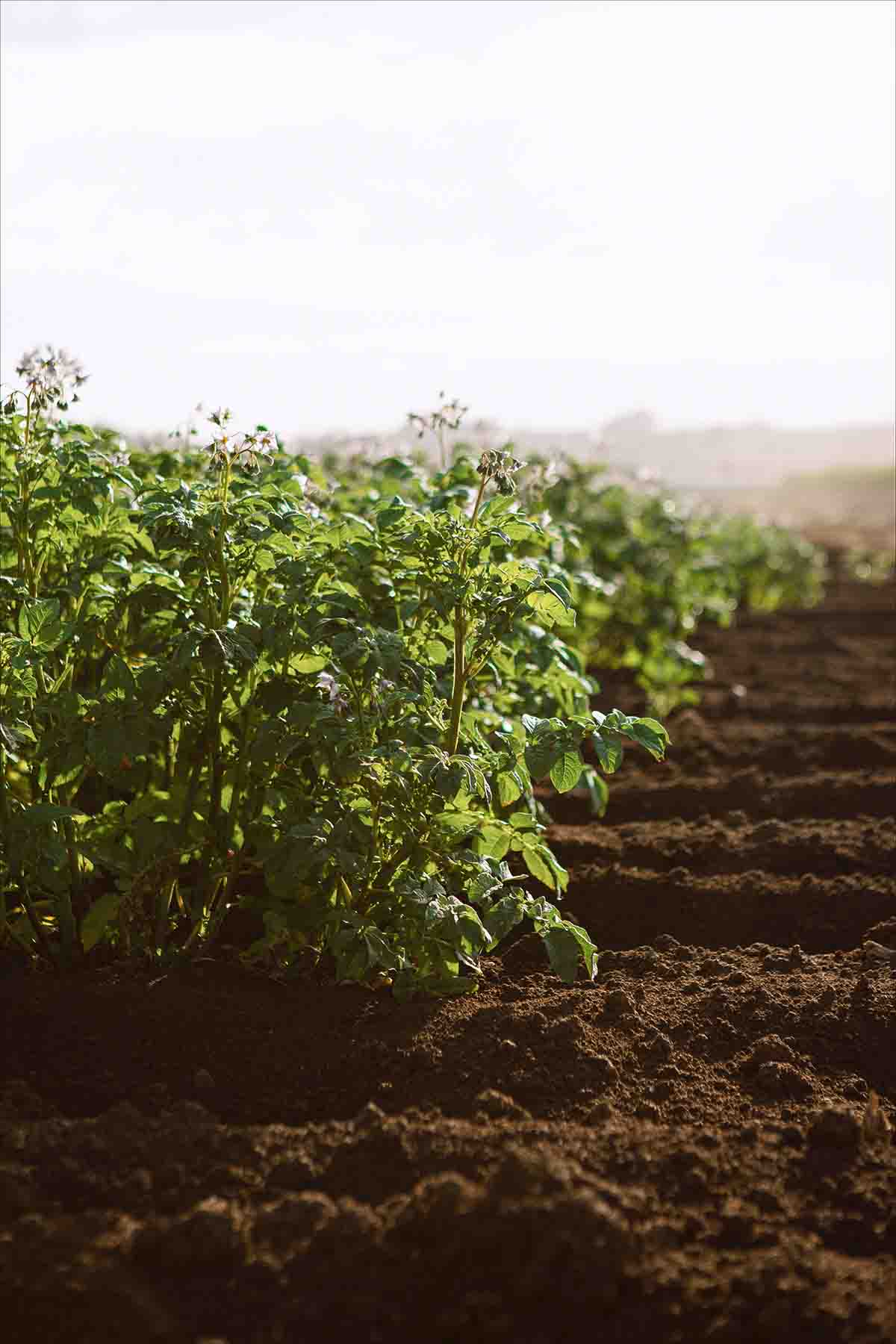 soil monitoring to increase crop efficiency